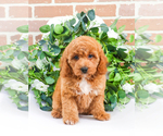 Small Photo #12 Goldendoodle Puppy For Sale in SYRACUSE, IN, USA