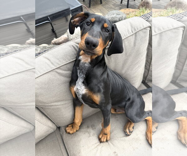 Medium Photo #3 Bluetick Coonhound-Doberman Pinscher Mix Puppy For Sale in Minneaoplis, MN, USA