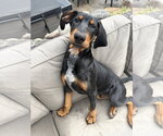Small #2 Bluetick Coonhound-Doberman Pinscher Mix