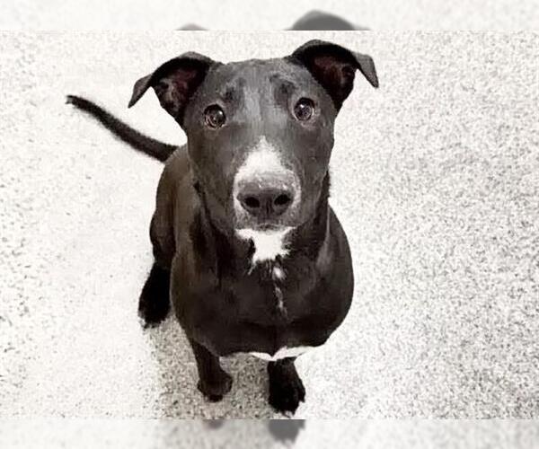 Medium Photo #1 Staffordshire Bull Terrier-Unknown Mix Puppy For Sale in Houston, TX, USA