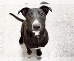 NYLA - Female Staffordshire Bull Terrier-Unknown Mix Dog for Adoption - Small photo
