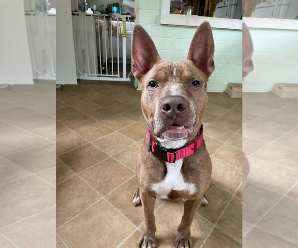 Medium Photo #1 American Staffordshire Terrier-Unknown Mix Puppy For Sale in Rockaway, NJ, USA