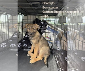 German Shepherd Dog-Unknown Mix Dogs for adoption in pomfret, CT, USA
