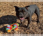 Small French Bulldog Mix