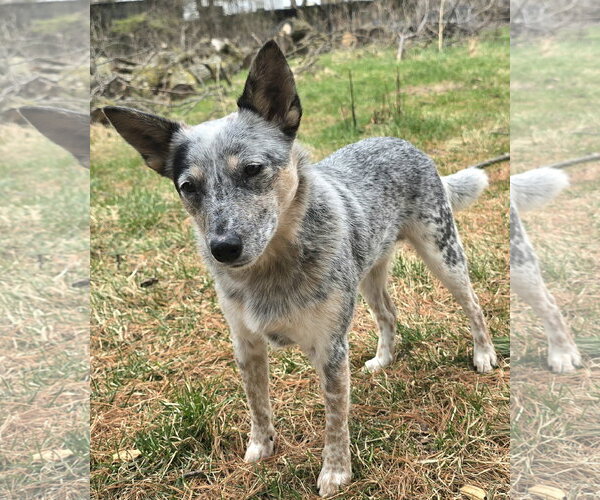 Medium Photo #3 Mutt Puppy For Sale in Farmington, MN, USA