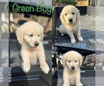 Small Photo #2 English Cream Golden Retriever Puppy For Sale in DAHLONEGA, GA, USA