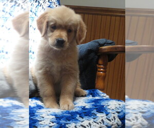 Golden Retriever Puppy for Sale in MECHANICSVILLE, Maryland USA
