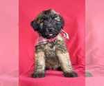 Small Photo #3 Soft Coated Wheaten Terrier Puppy For Sale in LEOLA, PA, USA