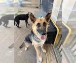 Small German Shepherd Dog