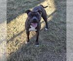 Small American Staffordshire Terrier-Bulldog Mix