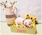 Small Photo #3 Maltese-Poodle (Toy) Mix Puppy For Sale in INDEPENDENCE, MO, USA