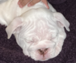 Small Photo #5 English Bulldog Puppy For Sale in MARE ISLAND, CA, USA