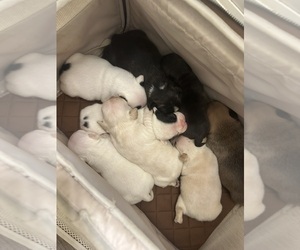 French Bulldog Puppy for sale in SNELLVILLE, GA, USA