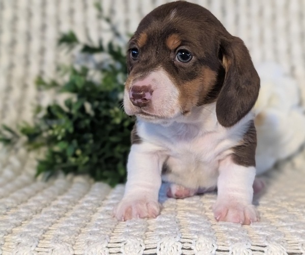 Medium Photo #28 Dachshund Puppy For Sale in GOSHEN, IN, USA