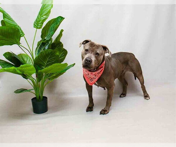 Medium Photo #2 American Staffordshire Terrier-Unknown Mix Puppy For Sale in Sanford, FL, USA