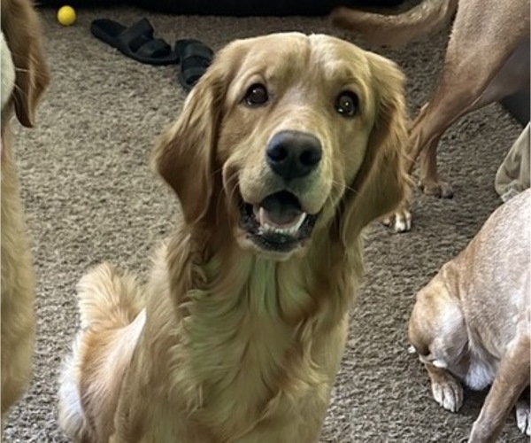 Medium Photo #1 Golden Retriever Puppy For Sale in PEORIA, AZ, USA
