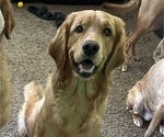 Small Photo #1 Golden Retriever Puppy For Sale in PEORIA, AZ, USA