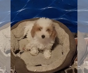 Maltipoo Puppy for sale in SPOTSYLVANIA, VA, USA