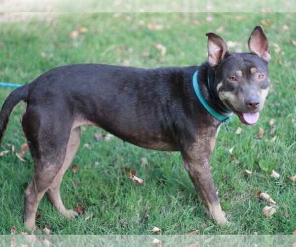 Medium Photo #11 American Pit Bull Terrier-Australian Kelpie Mix Puppy For Sale in Cookeville, TN, USA