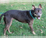 Small #10 American Pit Bull Terrier-Australian Kelpie Mix