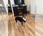 Small #1 Boxer-Jack Russell Terrier Mix