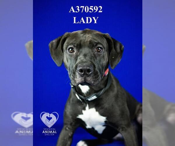 Medium Photo #2 Mutt Puppy For Sale in Stockton, CA, USA