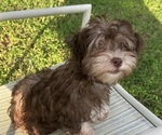 Small Photo #10 Havanese Puppy For Sale in KODAK, TN, USA