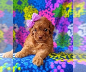 Cock-A-Poo Puppy for sale in BIRD IN HAND, PA, USA