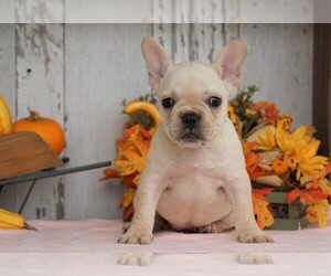French Bulldog Puppy for sale in FREDERICKSBG, OH, USA