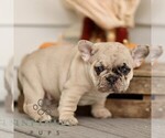 Small #1 French Bulldog