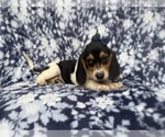 Small #8 Beagle