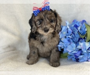 Labradoodle-Poodle (Miniature) Mix Puppy for sale in CEDAR LANE, PA, USA