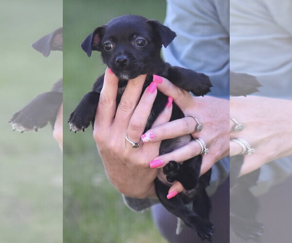 Medium Photo #3 Chihuahua Puppy For Sale in Mechanicsburg, PA, USA