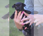 Small #2 Chihuahua