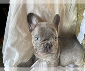 Father of the French Bulldog puppies born on 06/30/2022