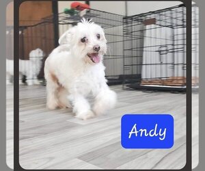 Maltese Dogs for adoption in Foristell, MO, USA