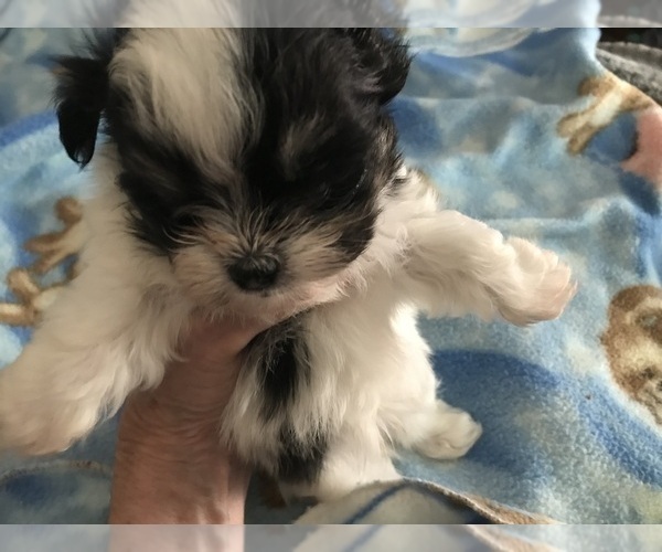 Medium Photo #1 Shih Tzu Puppy For Sale in LEBANON, OR, USA