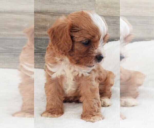 Medium Photo #20 Cavapoo Puppy For Sale in CARLISLE, KY, USA