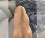Small #4 Rhodesian Ridgeback