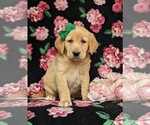 Small Photo #1 Golden Labrador Puppy For Sale in HOLTWOOD, PA, USA