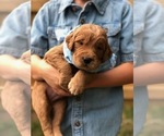 Small Photo #2 Goldendoodle Puppy For Sale in STEM, NC, USA