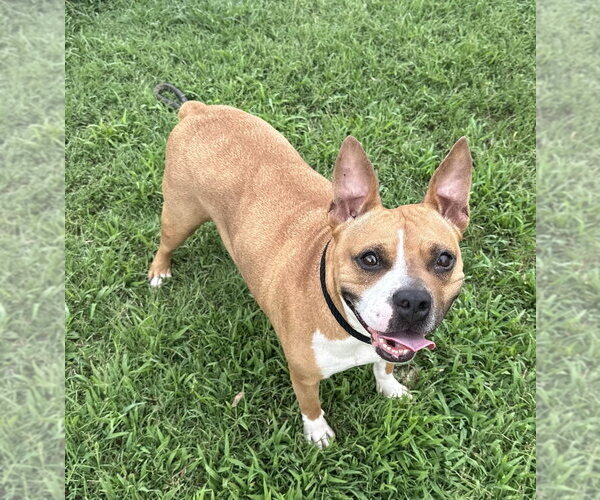 Medium Photo #3 Mutt Puppy For Sale in Evansville, IN, USA