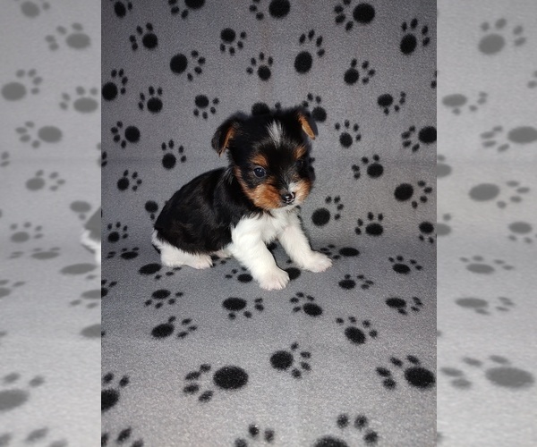 Medium Photo #9 Biewer Yorkie Puppy For Sale in LAPEER, MI, USA