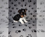 Small #8 Biewer Yorkie