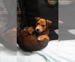 Small #2 Mutt