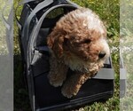 Small Photo #5 Poodle (Miniature) Puppy For Sale in CARLISLE, KY, USA