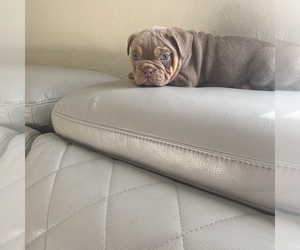 English Bulldog Puppy for sale in CLEVELAND, NC, USA