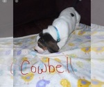 Small Photo #2 Basset Hound Puppy For Sale in VANCOUVER, WA, USA