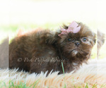 Small Photo #50 Shih Tzu Puppy For Sale in WARSAW, IN, USA
