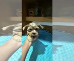 Small #1 Yorkshire Terrier